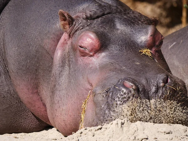 Close Portrait Hippopotamus Sleeping Rocks Basking Blurred Background — Stock Photo, Image