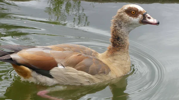 Närbild Bild Bild Orange Anka Simma Dammen — Stockfoto