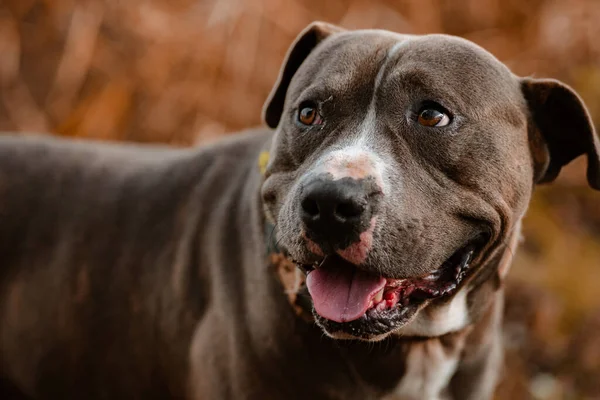 Tiro Close Adorável Pitbull Terrier Marrom — Fotografia de Stock