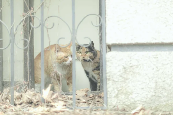 Ett Par Bedårande Katter Bakom Grind — Stockfoto