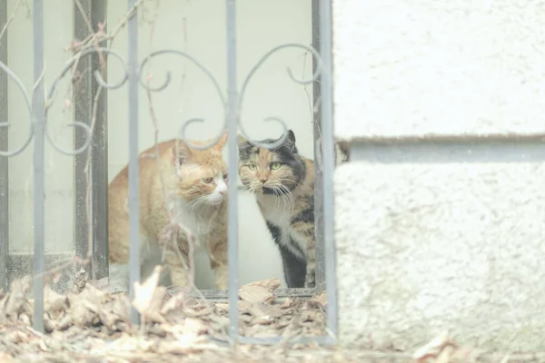 Pair Adorable Cats Gate — Stock Photo, Image