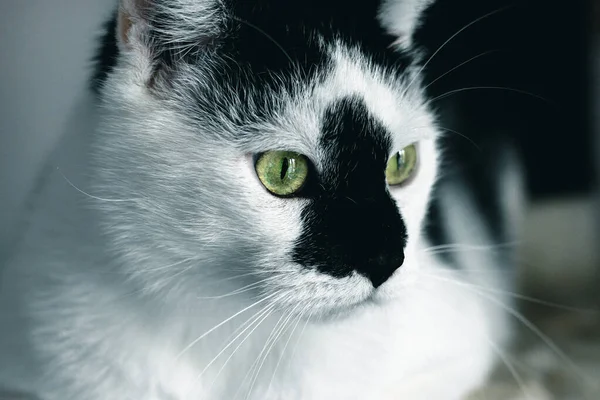 一只长着绿眼睛的可爱猫咪在室内的特写镜头 — 图库照片