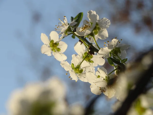 Foyer Peu Profond Une Branche Arbre Fleurs Avec Une Petite — Photo