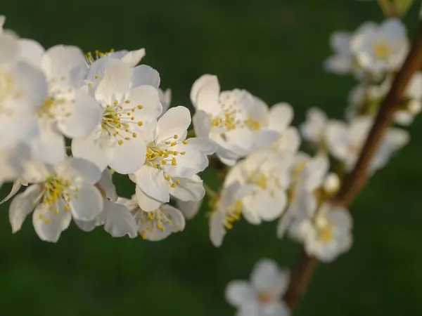 Ein Flacher Fokus Eines Blühenden Astes Mit Kleinen Weißen Blüten — Stockfoto