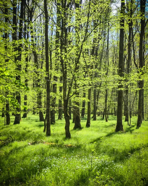 Pionowe Ujęcie Pięknego Krajobrazu Zielonym Lesie Słoneczny Dzień Niemczech — Zdjęcie stockowe