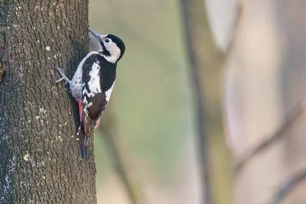 Selektiv Fokusbild Den Stora Fläckiga Hackspett Fågeln Uppe Ett Träd — Stockfoto
