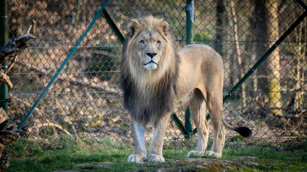 Bellissimo Leone Maestoso Nello Zoo Salisburgo Austria — Foto Stock