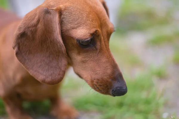 Een Portret Van Een Bruine Teckel Hond Geïsoleerd Een Wazig — Stockfoto