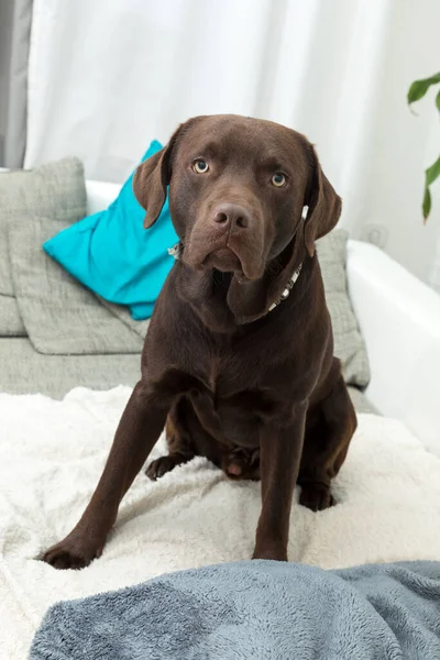 Ein Brauner Labrador Retriever Sitzt Hause Auf Der Weichen Decke — Stockfoto