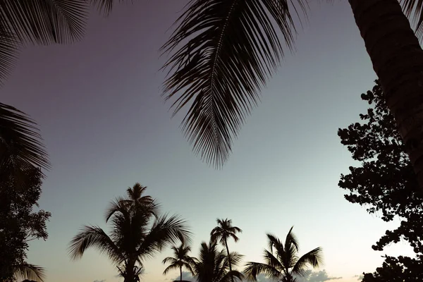 青い空に対するヤシの木のシルエットの低角度ビュー — ストック写真