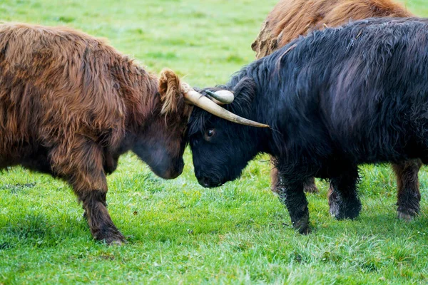 頭と頭を戦う黒と茶色の雄牛のショット — ストック写真