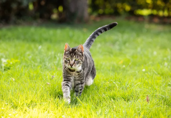 Een Schattige Kat Een Weide — Stockfoto