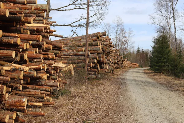 Uma Visão Troncos Árvores Dispostos Uma Pilha Perto Caminho — Fotografia de Stock