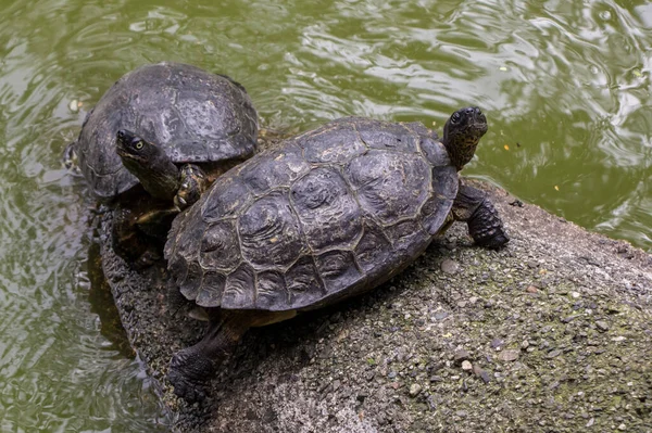 Een Prachtige Opname Van Twee Spaanse Vijverschildpadden Zittend Een Natte — Stockfoto