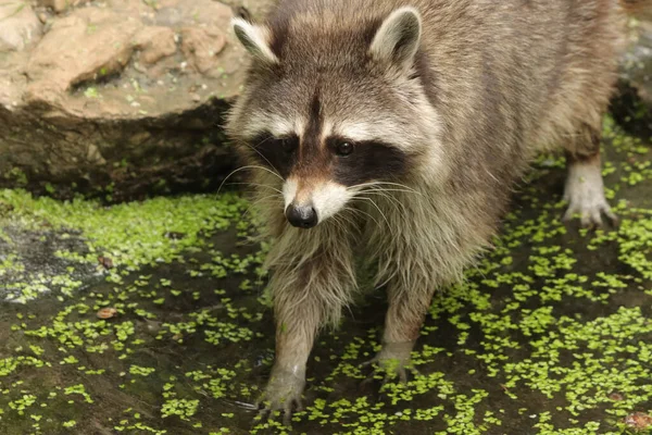 Closeup Shot Small Raccoon Water — Stock Photo, Image