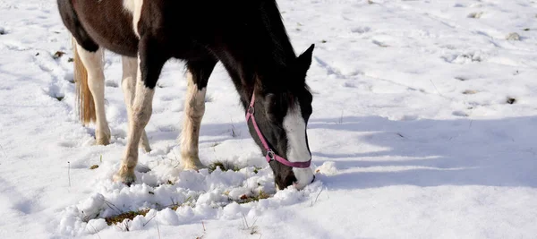 Vacker Bild Svart Och Vit Häst Som Söker Mat Snöig — Stockfoto