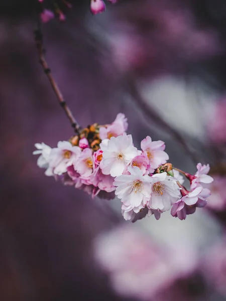 Vertikal Närbild Skott Blomman Körsbär Träd Blommor Suddig Bakgrund — Stockfoto