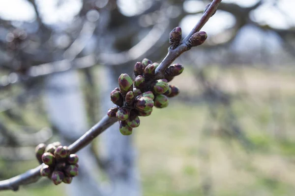 Μια Ρηχή Εστίαση Των Μπουμπουκιών Κεράσι Prunus Avium Στις Αρχές — Φωτογραφία Αρχείου