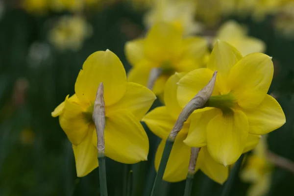 Gros Plan Jonquilles Printanières Pleine Floraison Dans Daffodil Valley Manoir — Photo