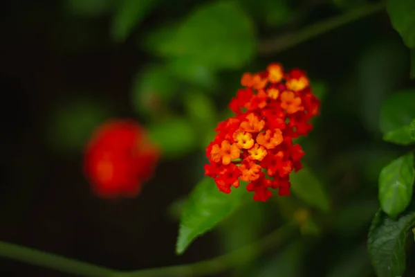 Foco Poco Profundo Flores Lantana Roja Amarilla Verbenas Arbustivas — Foto de Stock