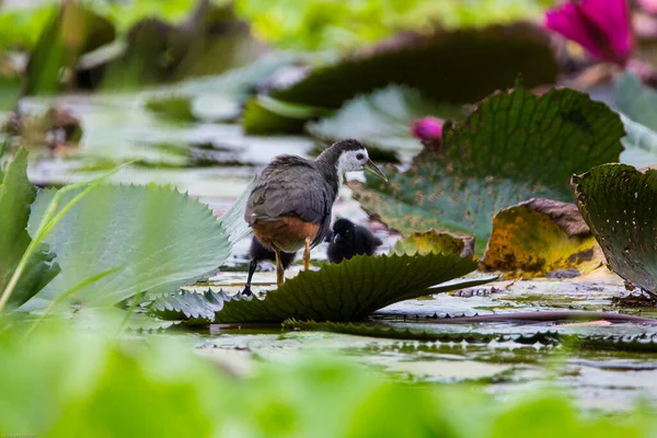 Colpo Fuoco Superficiale Una Gallina Acqua Dal Petto Bianco Nello — Foto Stock