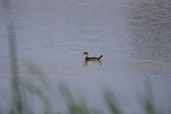 Pato Reais Marrom Nadando Uma Lagoa — Fotografia de Stock