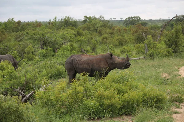 Beautiful Shot Rhino African Safari — Stock Photo, Image