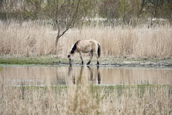 荷兰弗列沃兰德河边的一匹马喝水 — 图库照片