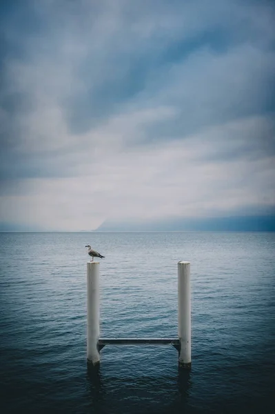Uma Foto Vertical Pássaro Postes Lago Genebra Cidade Lausanne Dia — Fotografia de Stock