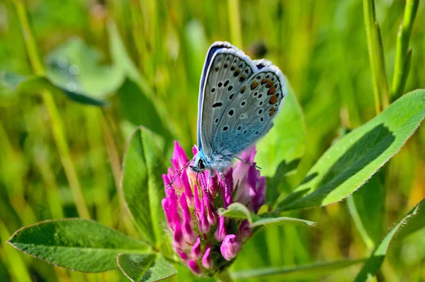 Beau Papillon Sur Une Fleur Dans Jardin — Photo