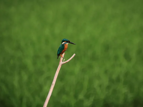 Belo Kingfisher Comum Sentado Topo Ramo — Fotografia de Stock