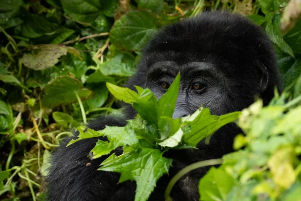 Primer Plano Gorila Negro Hermoso Bosque — Foto de Stock