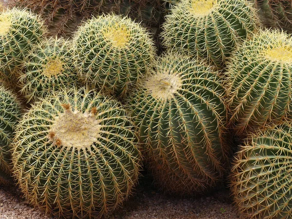 Beczka Kaktusa Ogrodzie Botanicznym Jardin Majorelle Marrakeszu Maroko — Zdjęcie stockowe