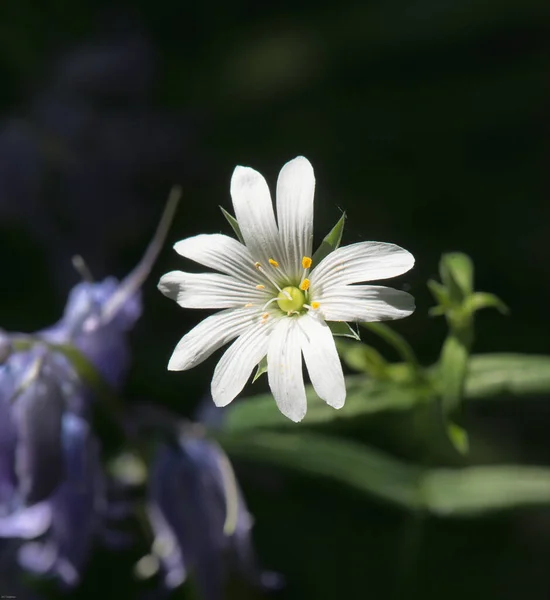 Eine Nahaufnahme Einer Blühenden Blume Mit Waldkraut — Stockfoto