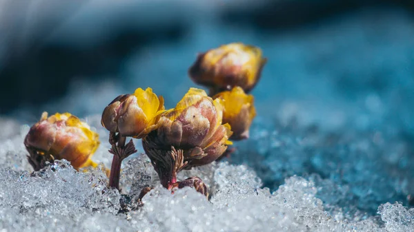 Etrafı Buzla Çevrili Sarı Bir Çiçeğin Yakın Çekimi — Stok fotoğraf