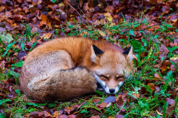 Closeup Shot Orange Fox Sleeping Field Autumn Leaves — Stock Photo, Image