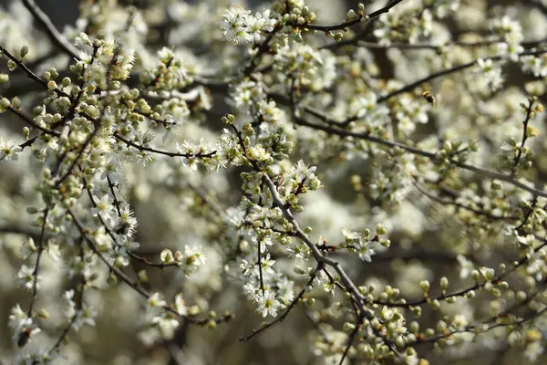 Ένα Κοντινό Πλάνο Λευκά Λουλούδια Ένα Δέντρο — Φωτογραφία Αρχείου