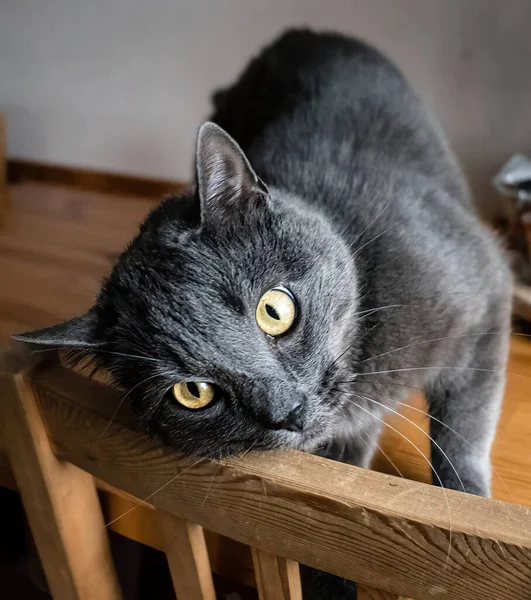 A closeup of a black cat with yellow eyes