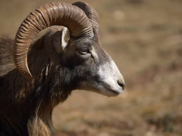 Primer Plano Retrato Animal Oveja Mouflon Con Hierba Marrón Borrosa —  Fotos de Stock