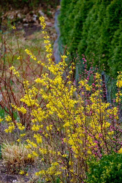 Gros Plan Plantes Fleurs Poussant Dans Jardin — Photo