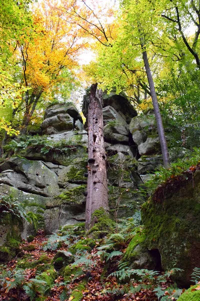 Beau Paysage Une Forêt Dense Dans Région Eifel Allemagne — Photo