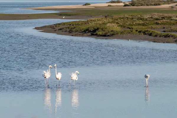 Primer Plano Los Hermosos Flamencos Pie Río — Foto de Stock