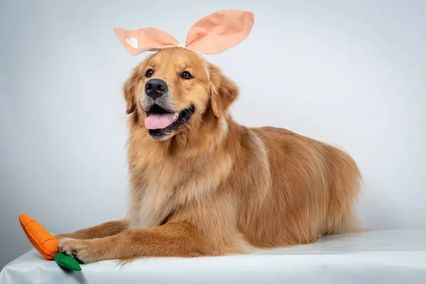 Close Golden Retriever Usando Orelhas Coelho Brincando Com Uma Cenoura — Fotografia de Stock