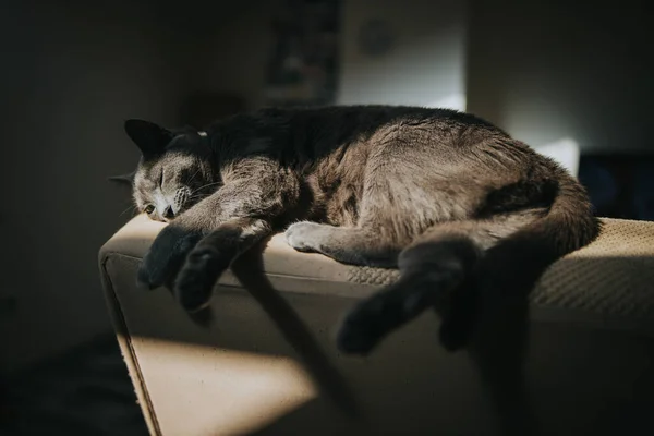 Primer Plano Lindo Gato Acostado Sofá Una Habitación — Foto de Stock