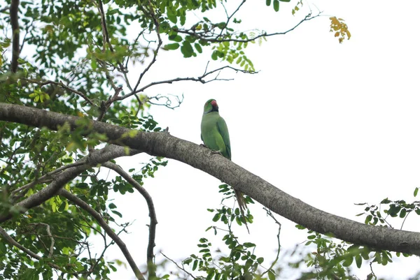 一只美丽的绿鹦鹉栖息在树枝上 — 图库照片