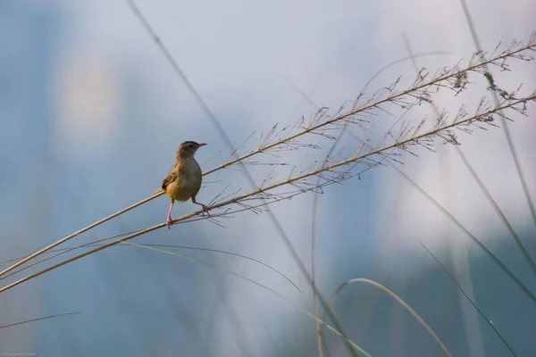 Селективный Фокус Цистиколы Cisticola Juncidis Сидящей Соломе Голубом Фоне Неба — стоковое фото