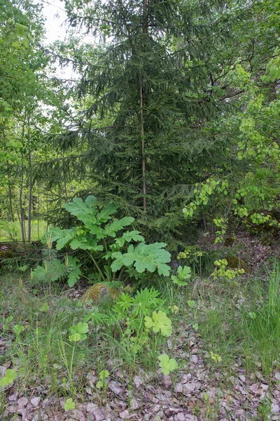 A vertical photo of hogweed, a poisonous plant, in a forest