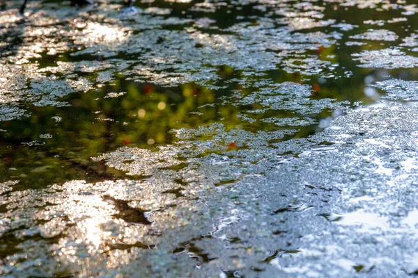 Размытый Кадр Воды Покрытый Листьями — стоковое фото