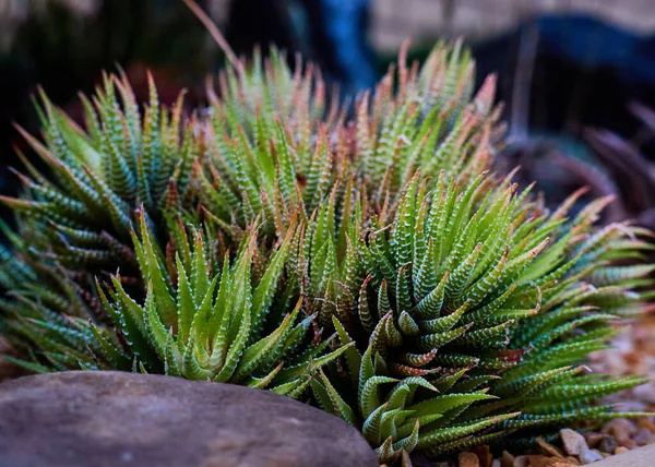 Closeup Haworthia Garfield Park Conservatory — Stock Photo, Image