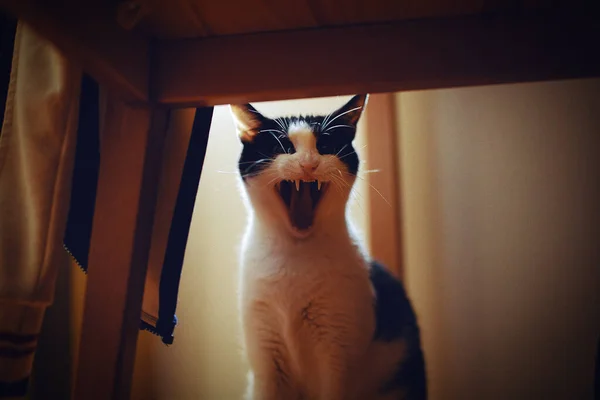 Nahaufnahme Einer Schwarz Weißen Katze Mit Geöffnetem Maul Die Holztisch — Stockfoto